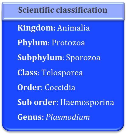 Kingdom, Animalia, Phylum, protozoa, Class, telosporea, Order, coccidia, Genus, plasmodium